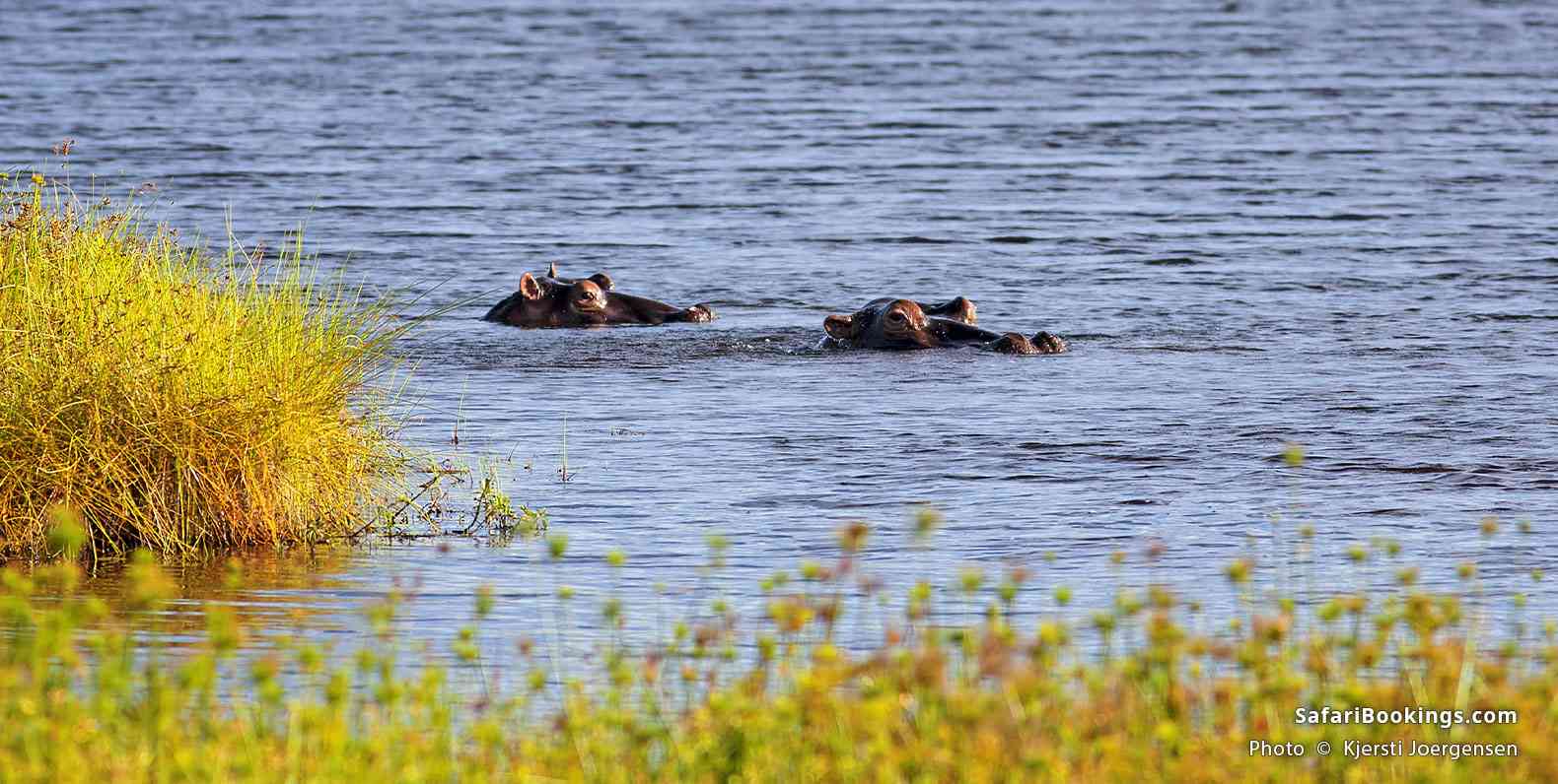 Hippos in the water on Mafia Island