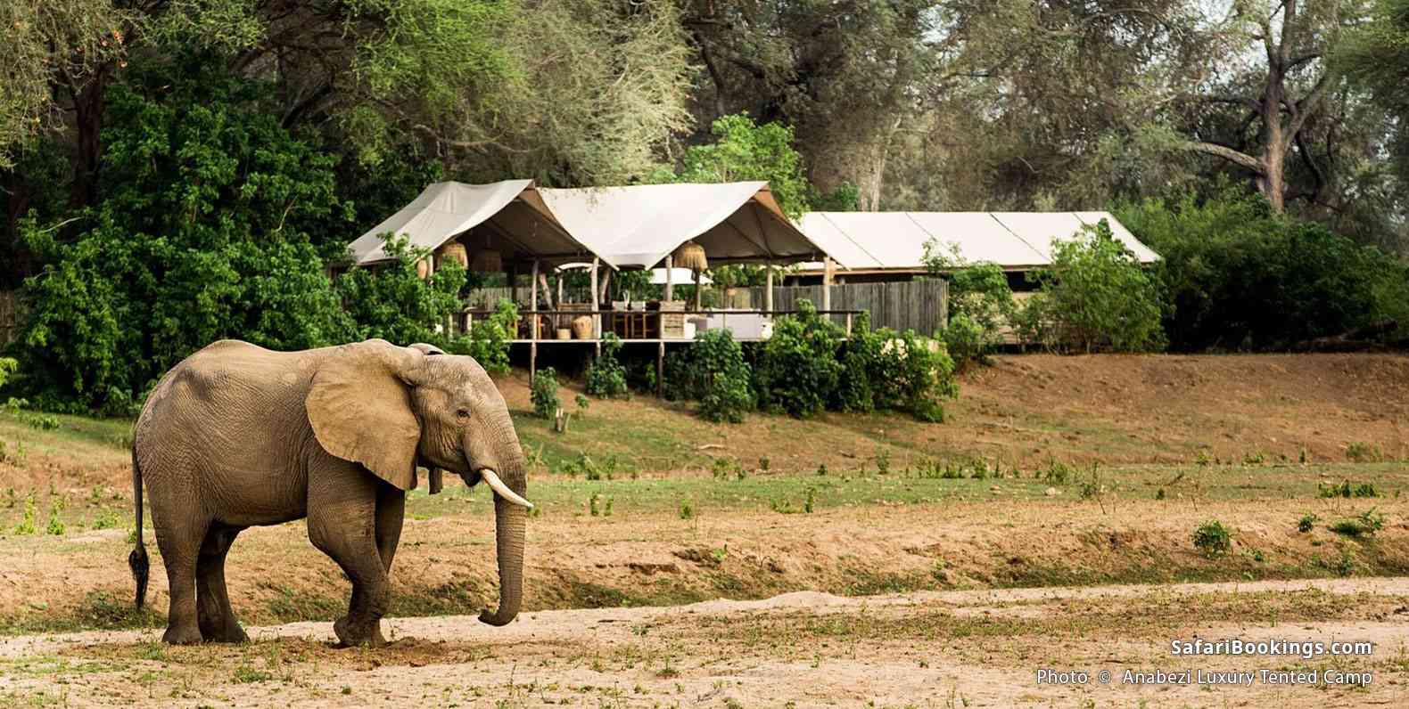 Anabezi Luxury Tented Camp