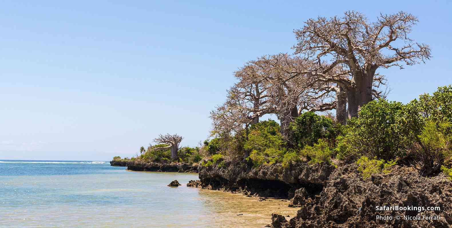 Baobab trees on the rocky shore of Pemba Island