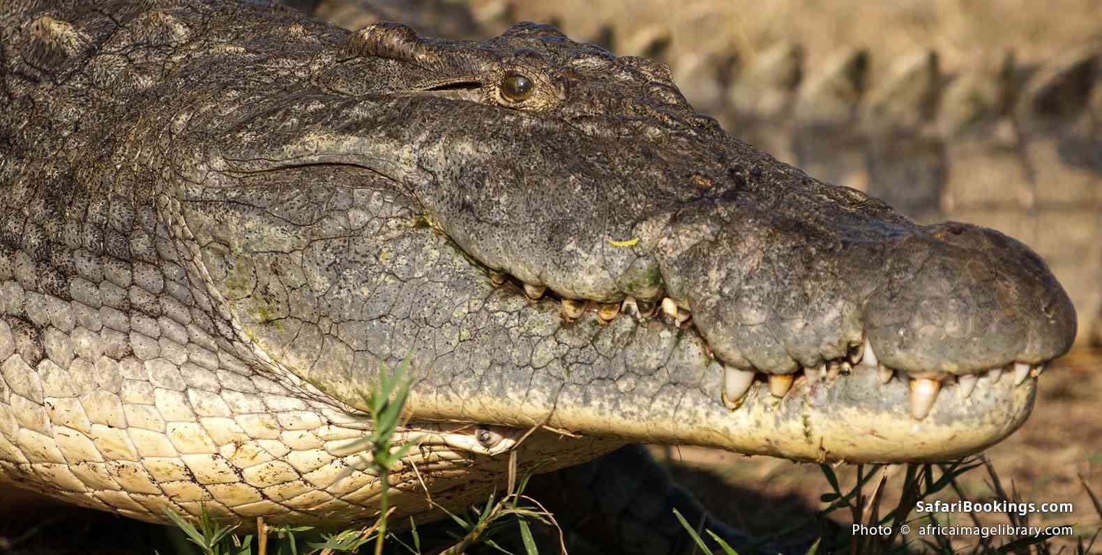 Nile crocodile in Saadani National Park