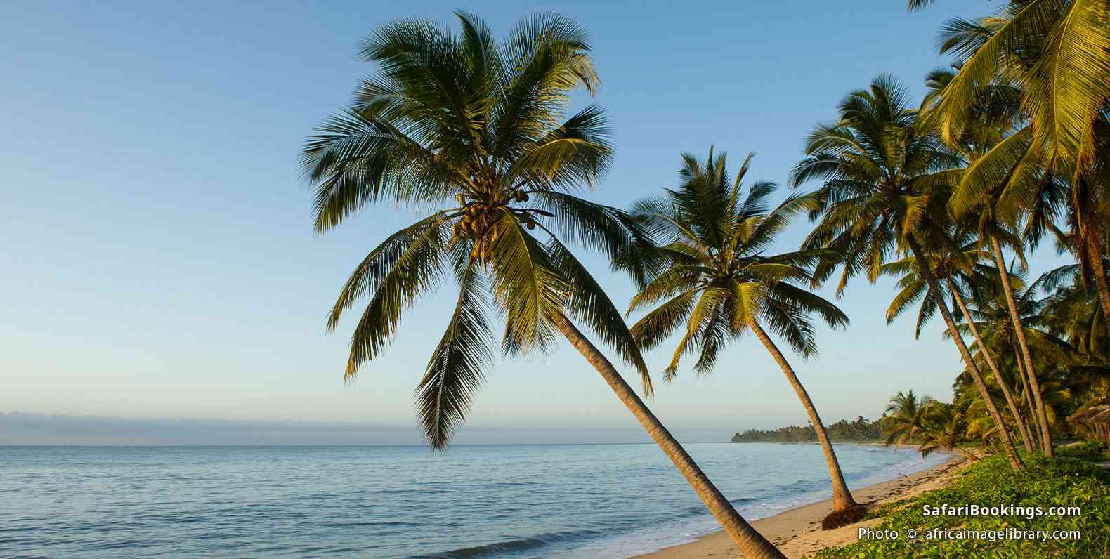 Palm-lined beach on Pangani