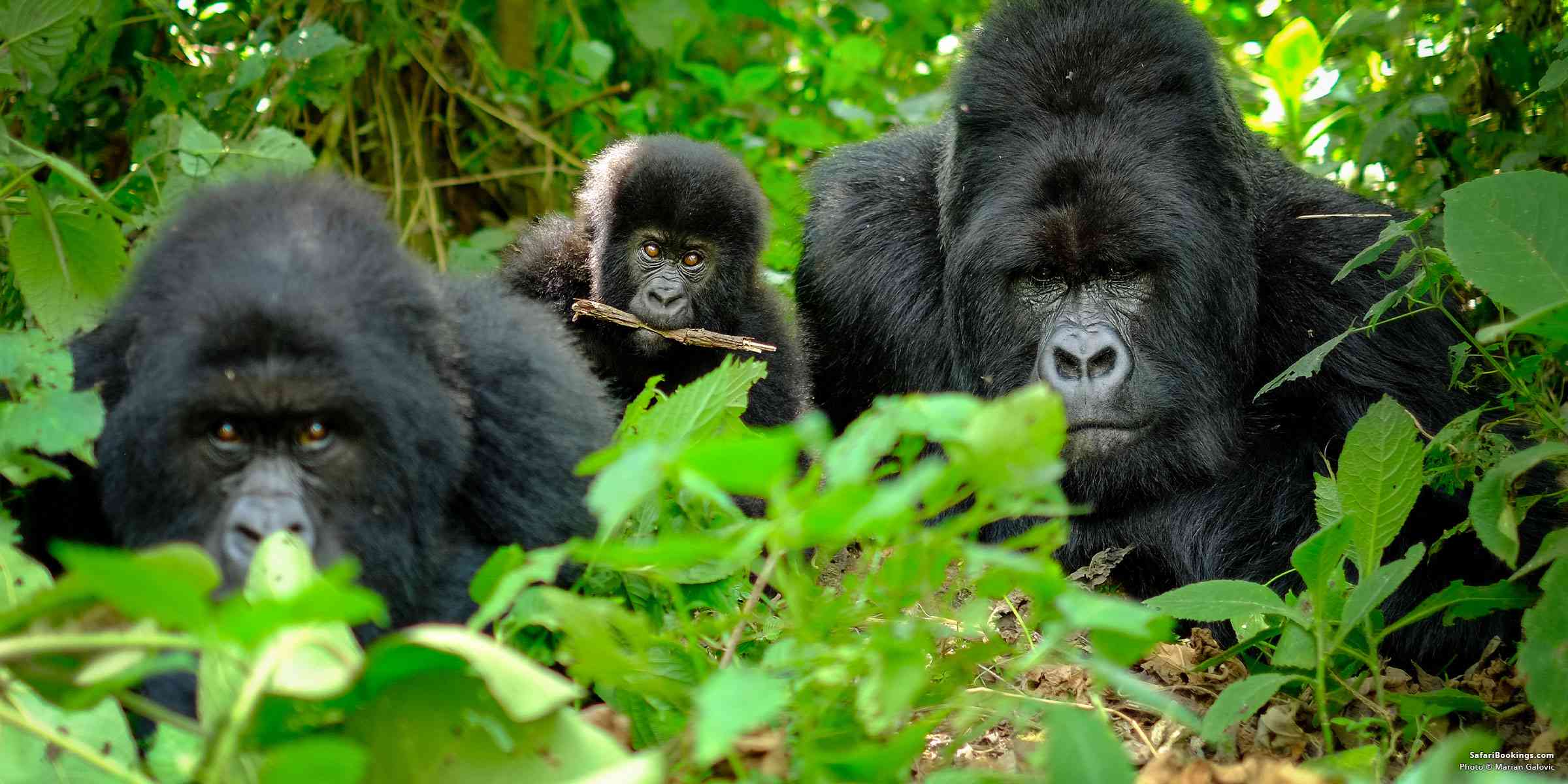 5 Best Places To See Gorillas in Africa