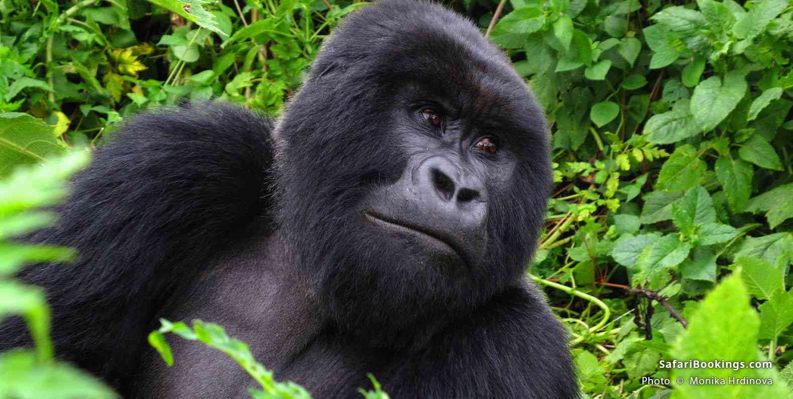 Mountain gorilla in Volcanoes National Park