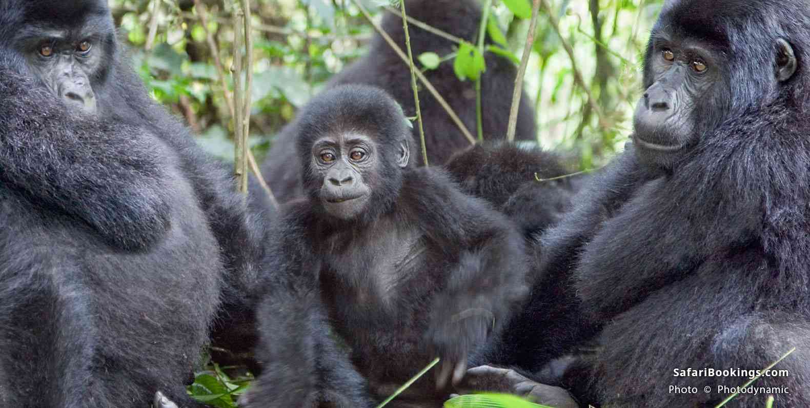 Mountain gorillas in Bwindi Impenetrable National Park