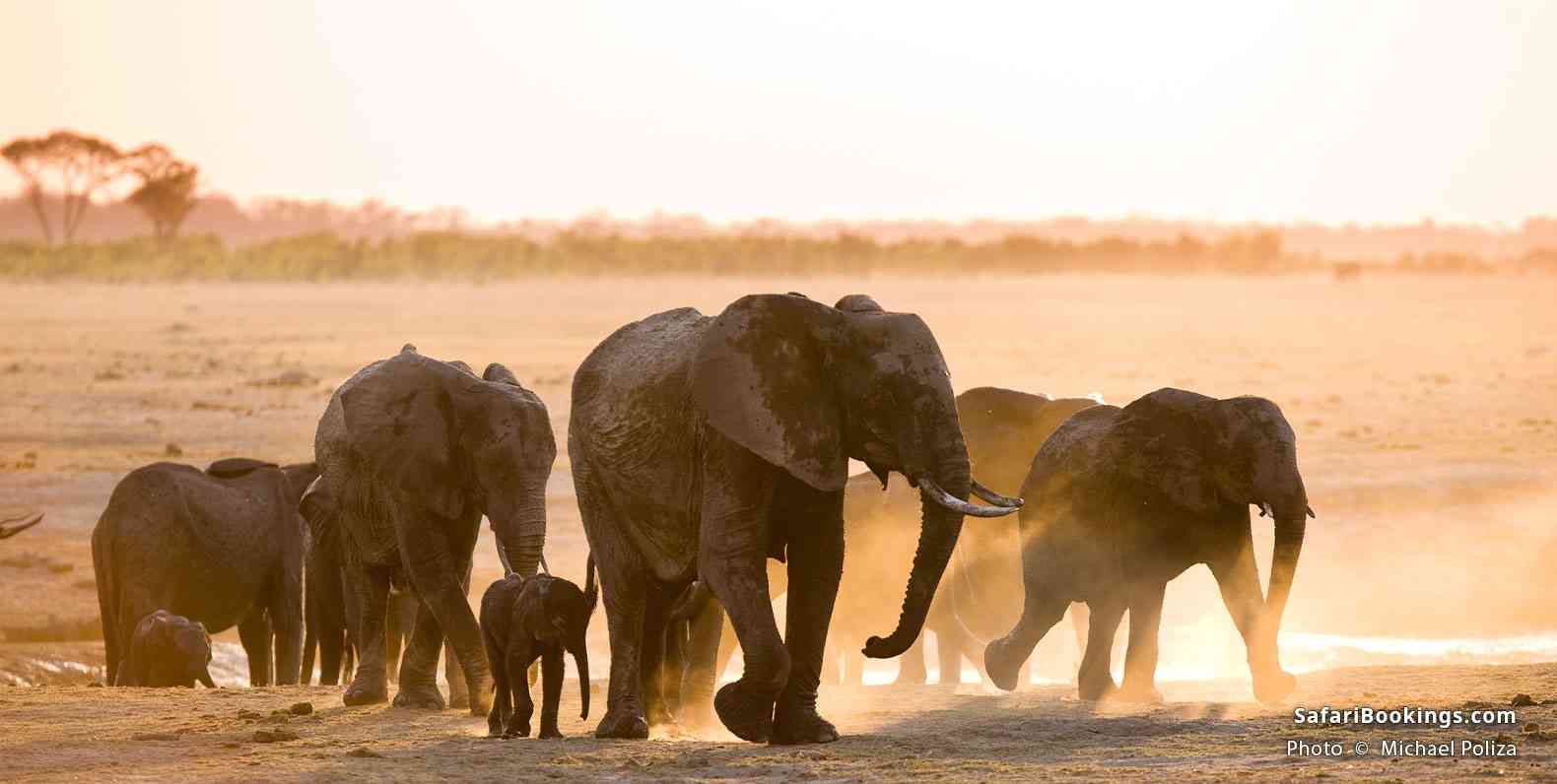 Elephants in Hwange National Park