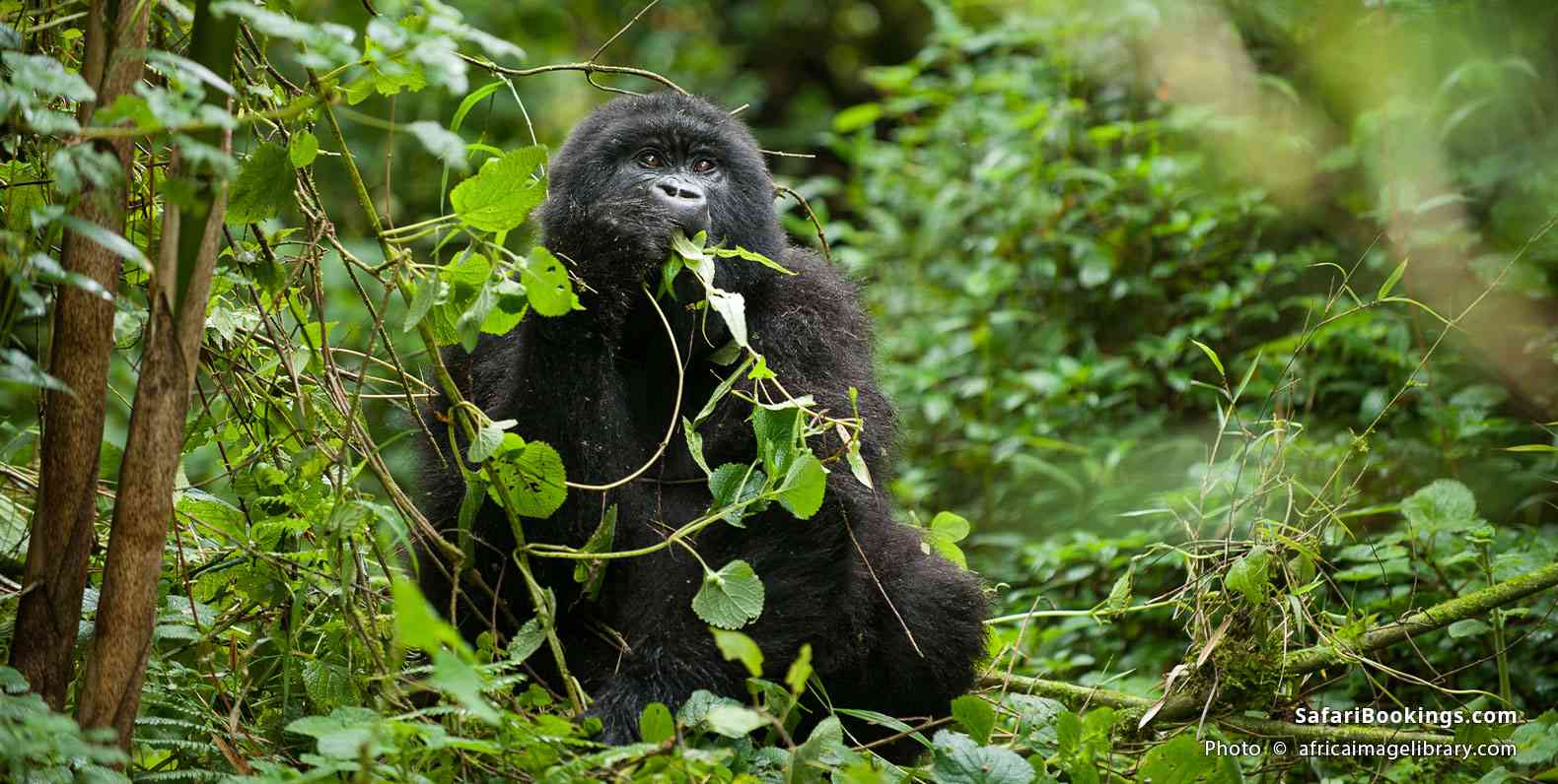 Mountain gorilla in Mgahinga Gorilla National Park