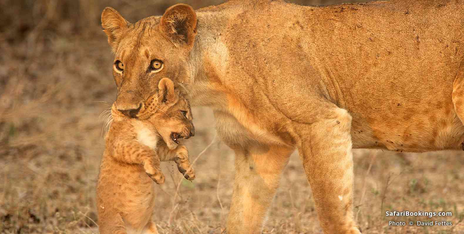 Lioness carrying her cub in Mana Pools National Park