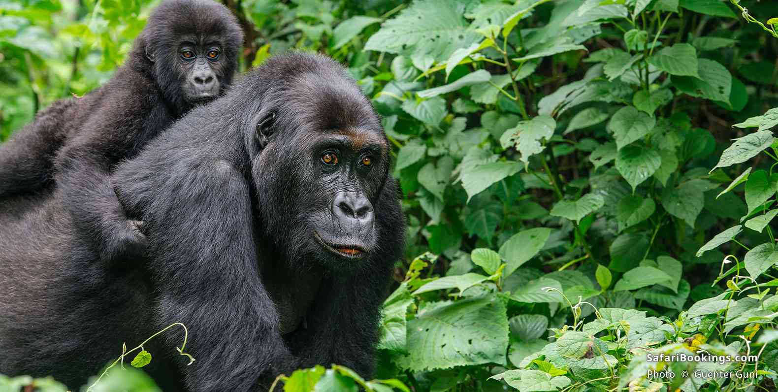 Eastern lowland gorilla with baby in Kahuzi Biega National Park