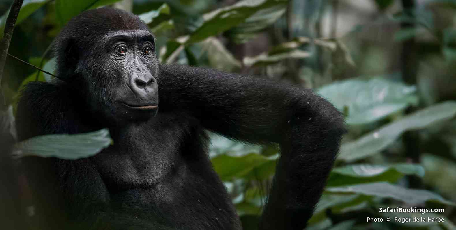 Western lowland gorilla in Odzala-Kokoua National Park