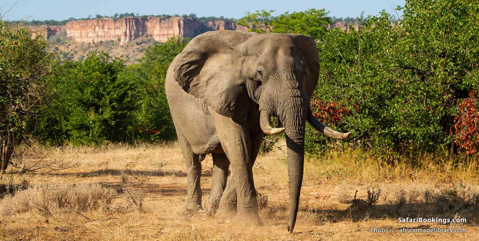 Elephant at the Chilojo Cliffs in Gonarezhou National Park