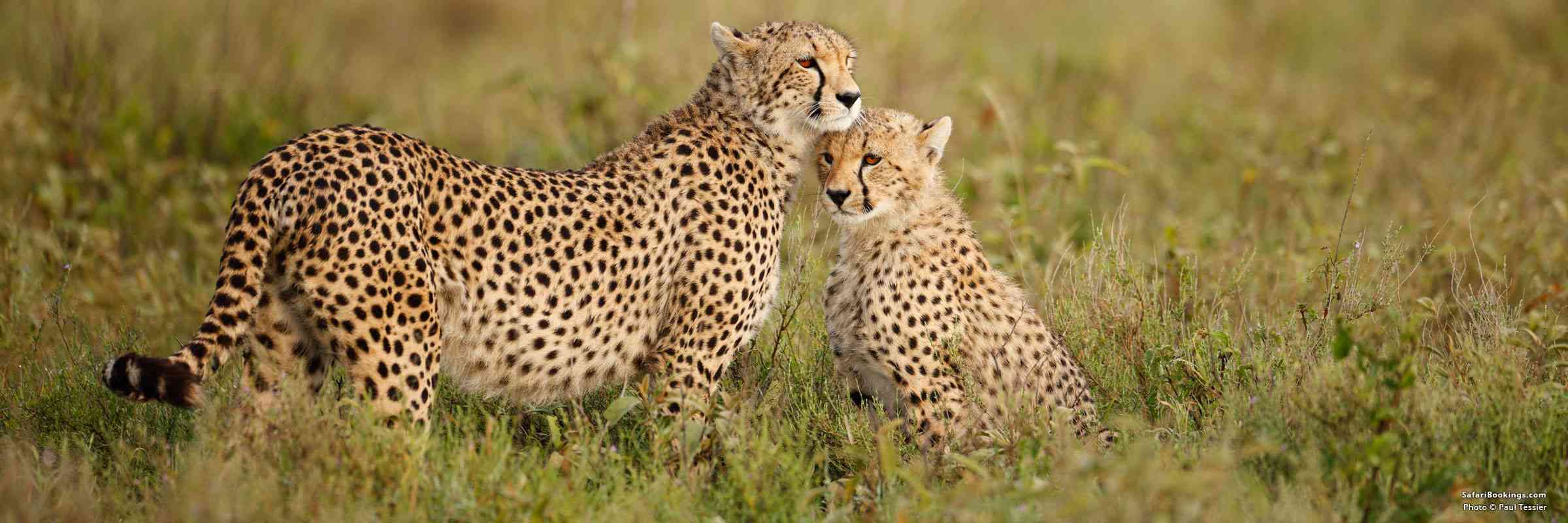 Top 10 Best African Safari Parks & Destinations of 2025