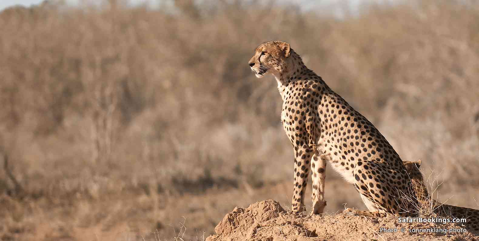 Cheetah in Tsavo East