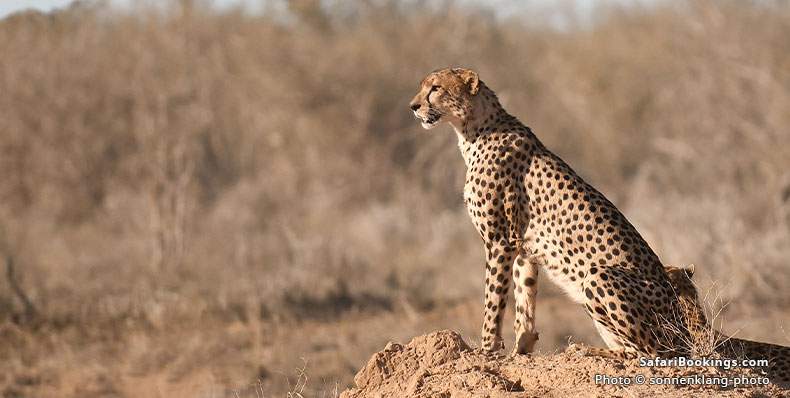 Cheetah in Tsavo East