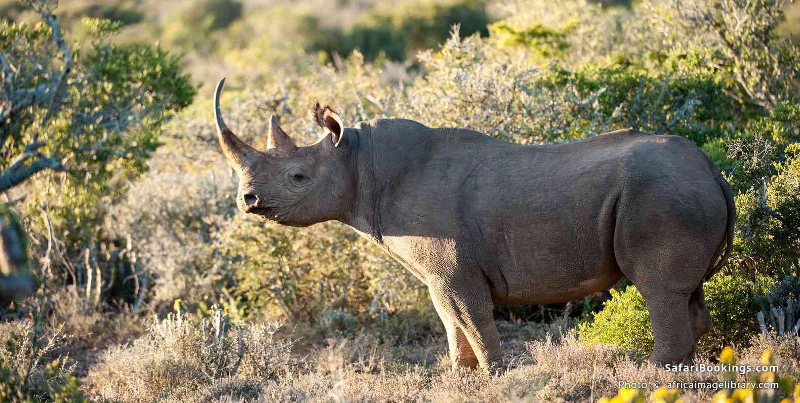 Black rhino