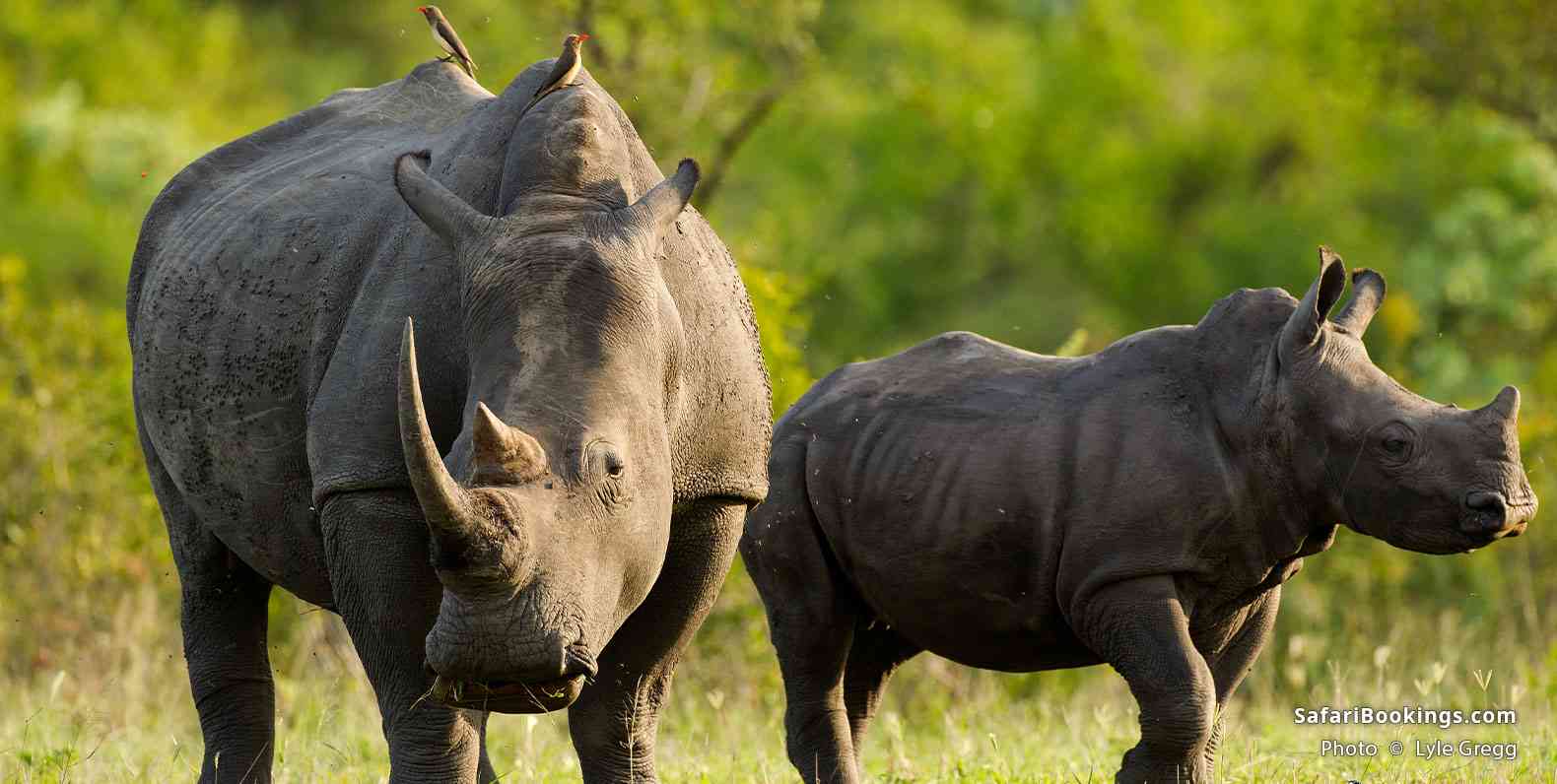 White rhino with young