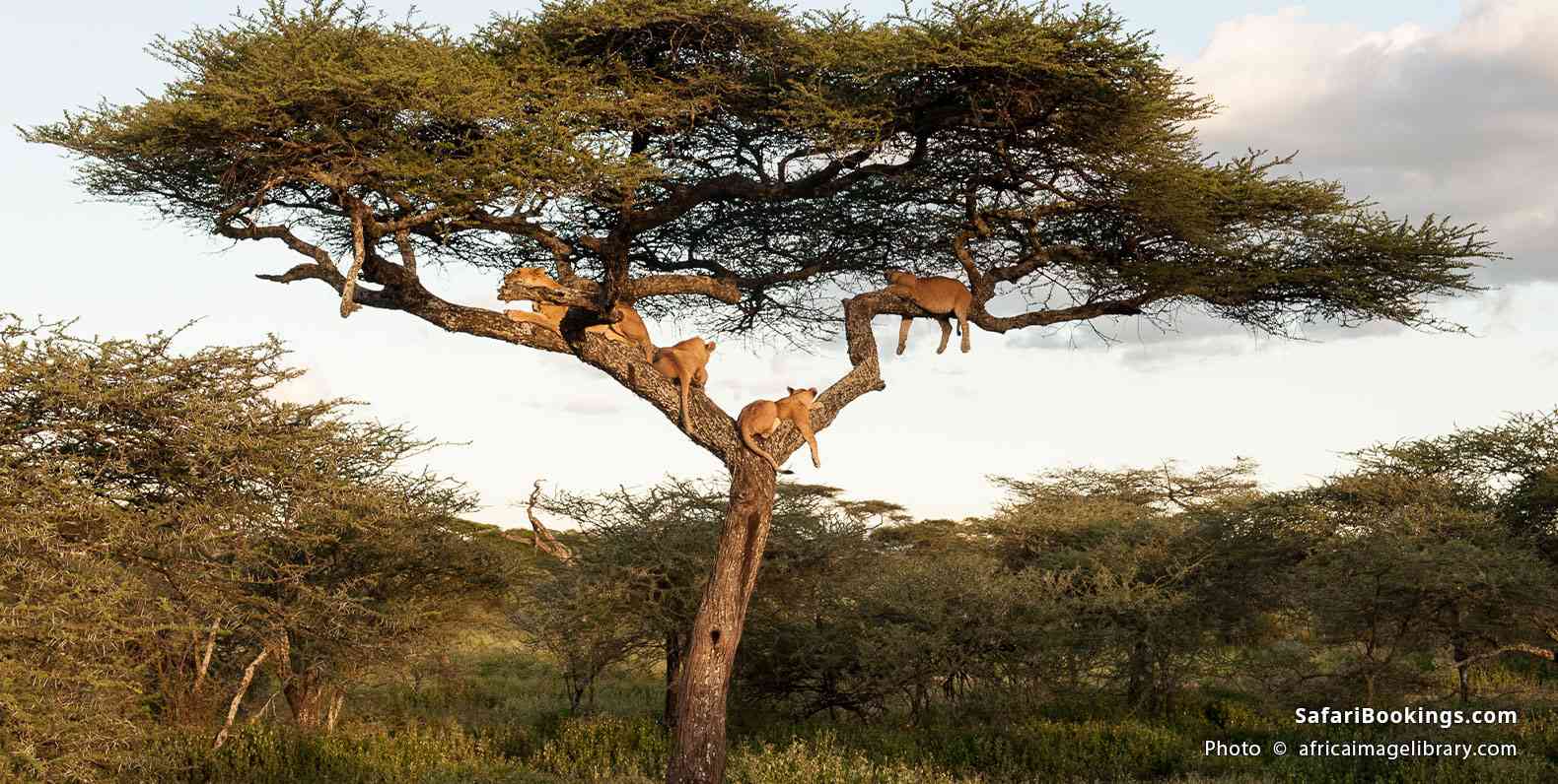 Lion pride in a tree in Serengeti NP