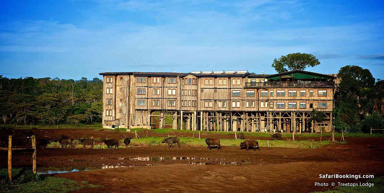 Treetops Lodge