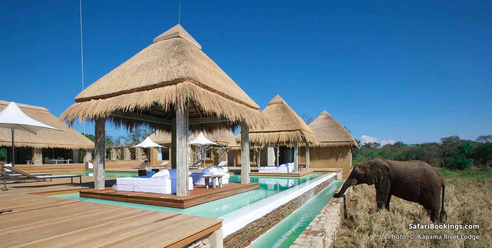 Elephant drinking from the pool at Kapama River Lodge