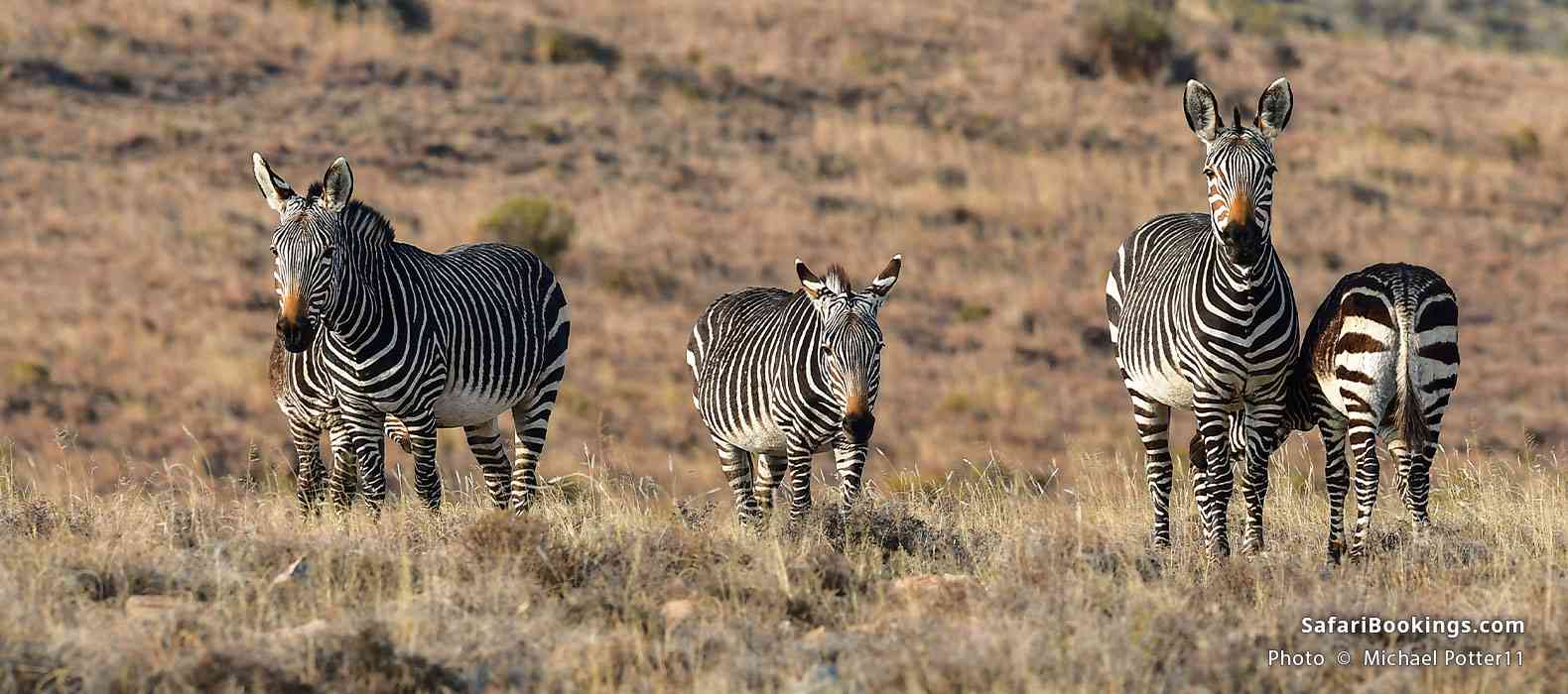 Cape mountain zebra in the Karoo National Park