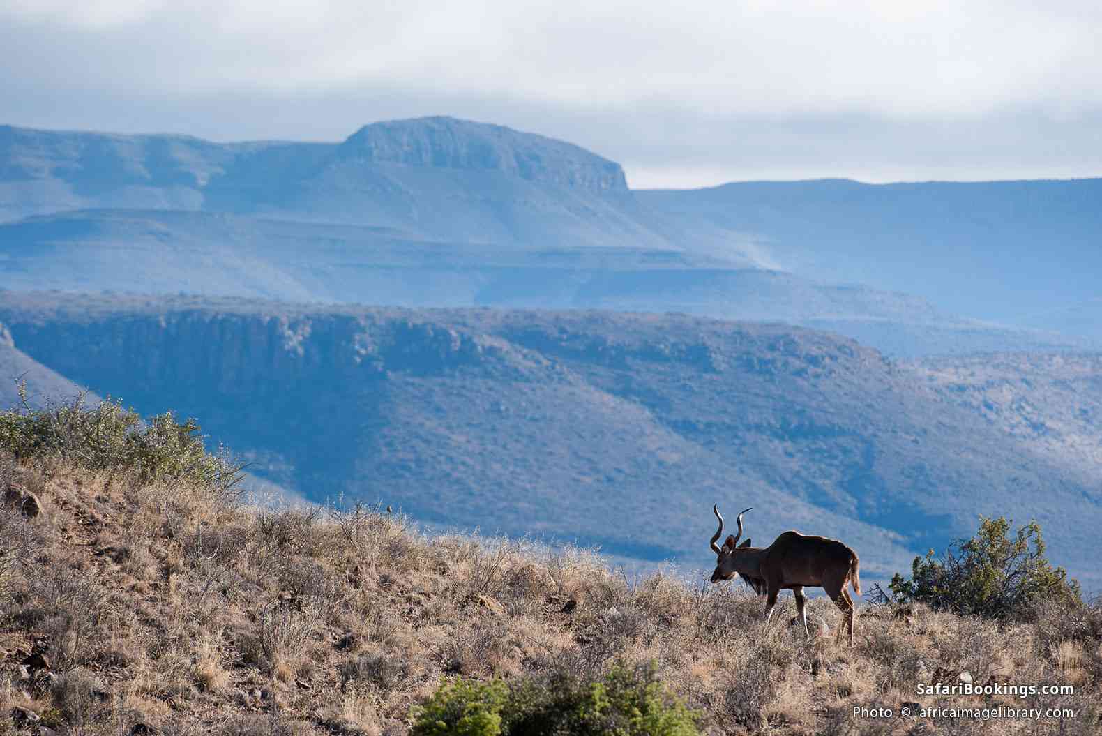 Greater kudu with amazing mountainous background