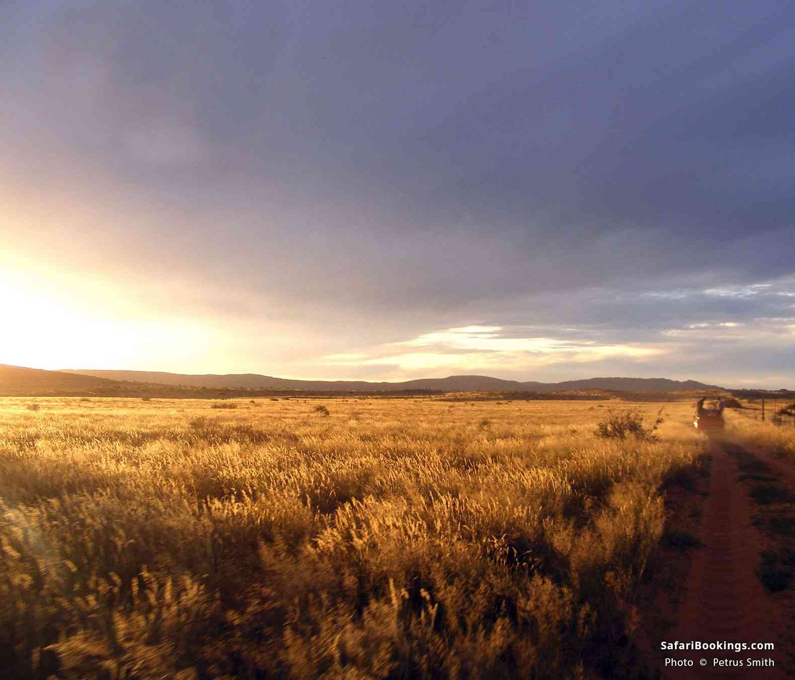 Game drive at sunset, Karoo National Park