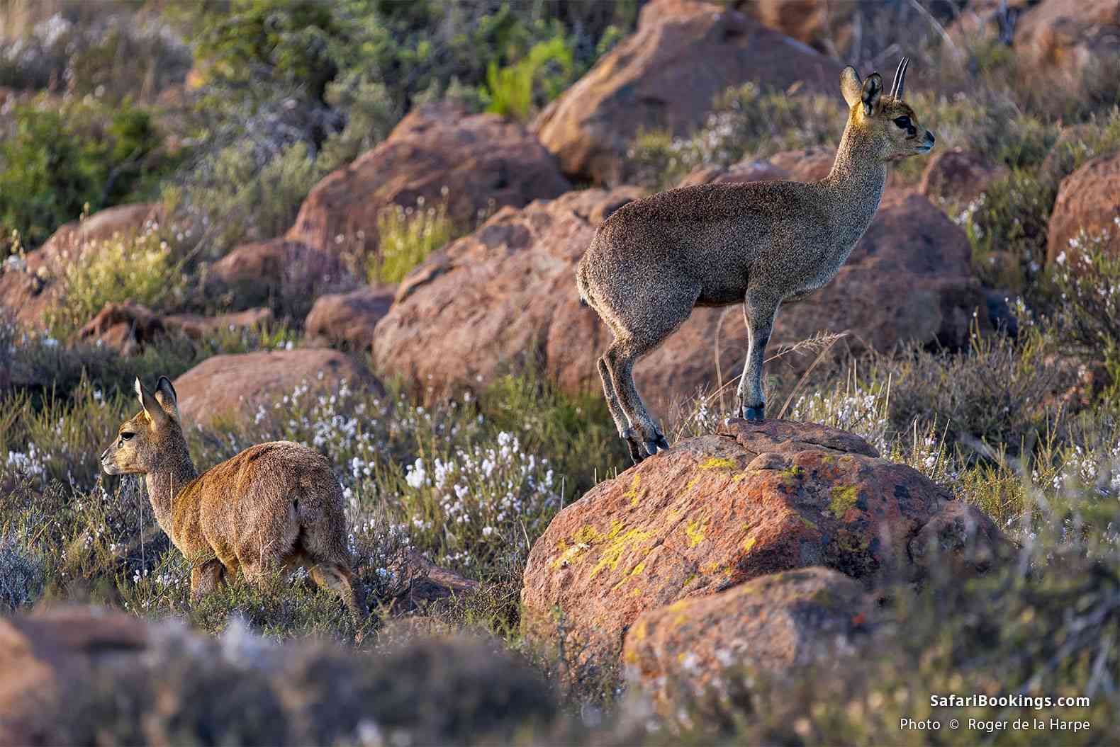 Klipspringers in their rocky habitat in Karoo National Park