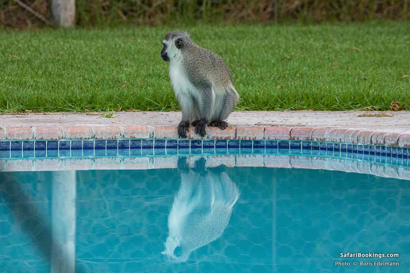 Monkey at the pool in Karoo National Park