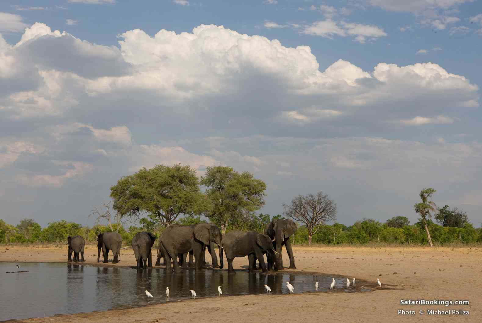 Elephants drinking in Hwange National Park
