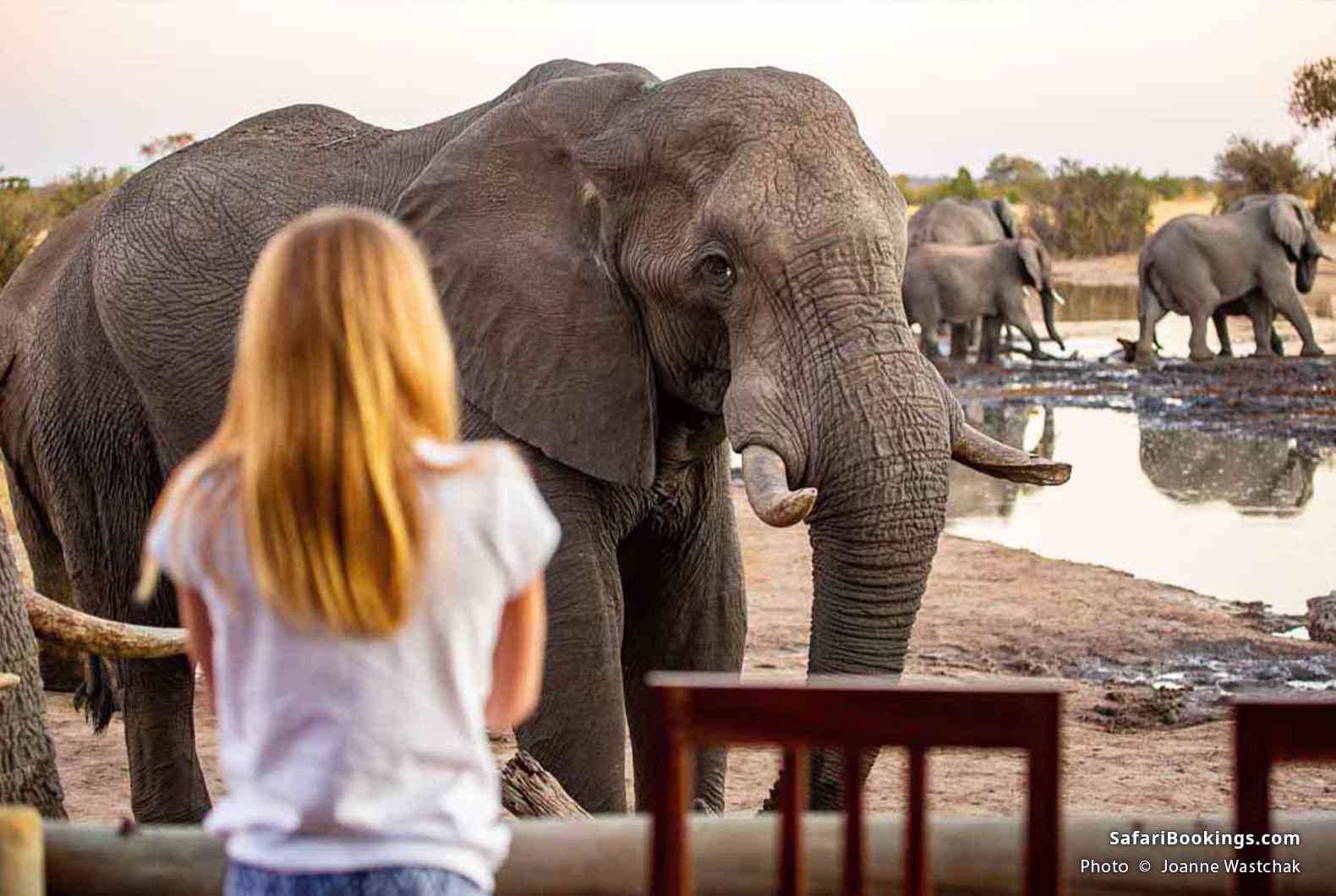 Visitor looking at elephants at a waterhole in front of a lodge in Hwange National Park