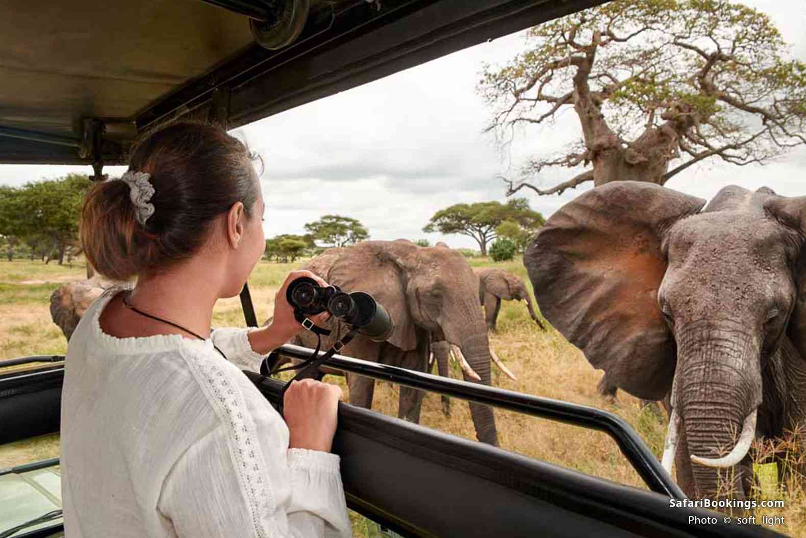 Traveler watching elephants from a safari vehicle in Tarangire National Park