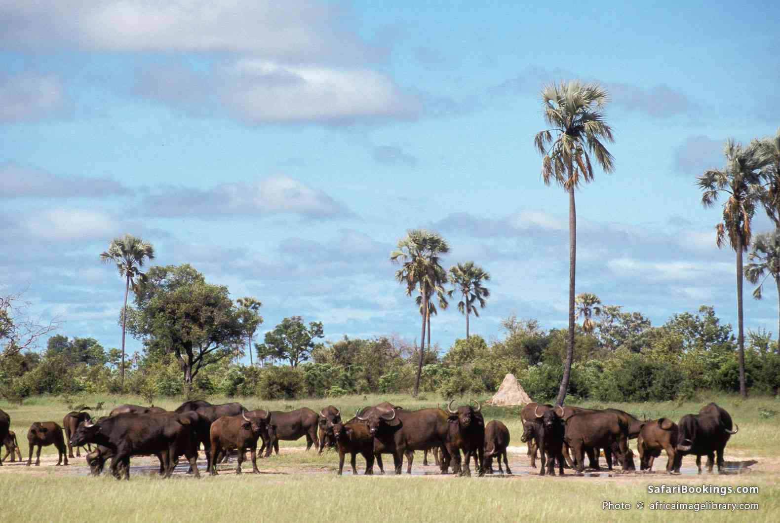 Herd of buffalo in Hwange National Park