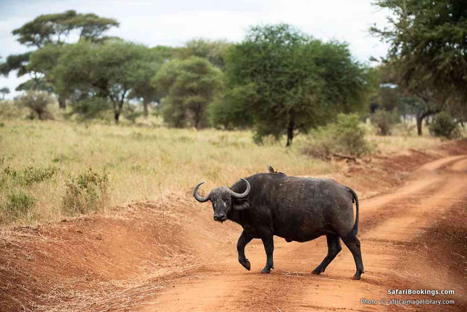 Buffalo crossing the road in Tarangire National Park