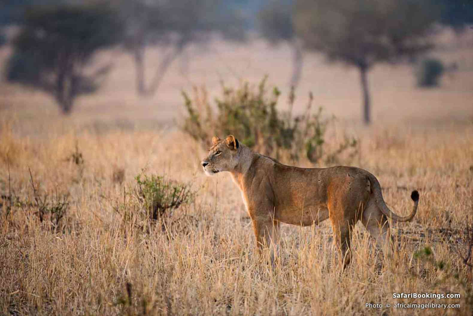 Lioness in yellow grass in Tarangire National Park