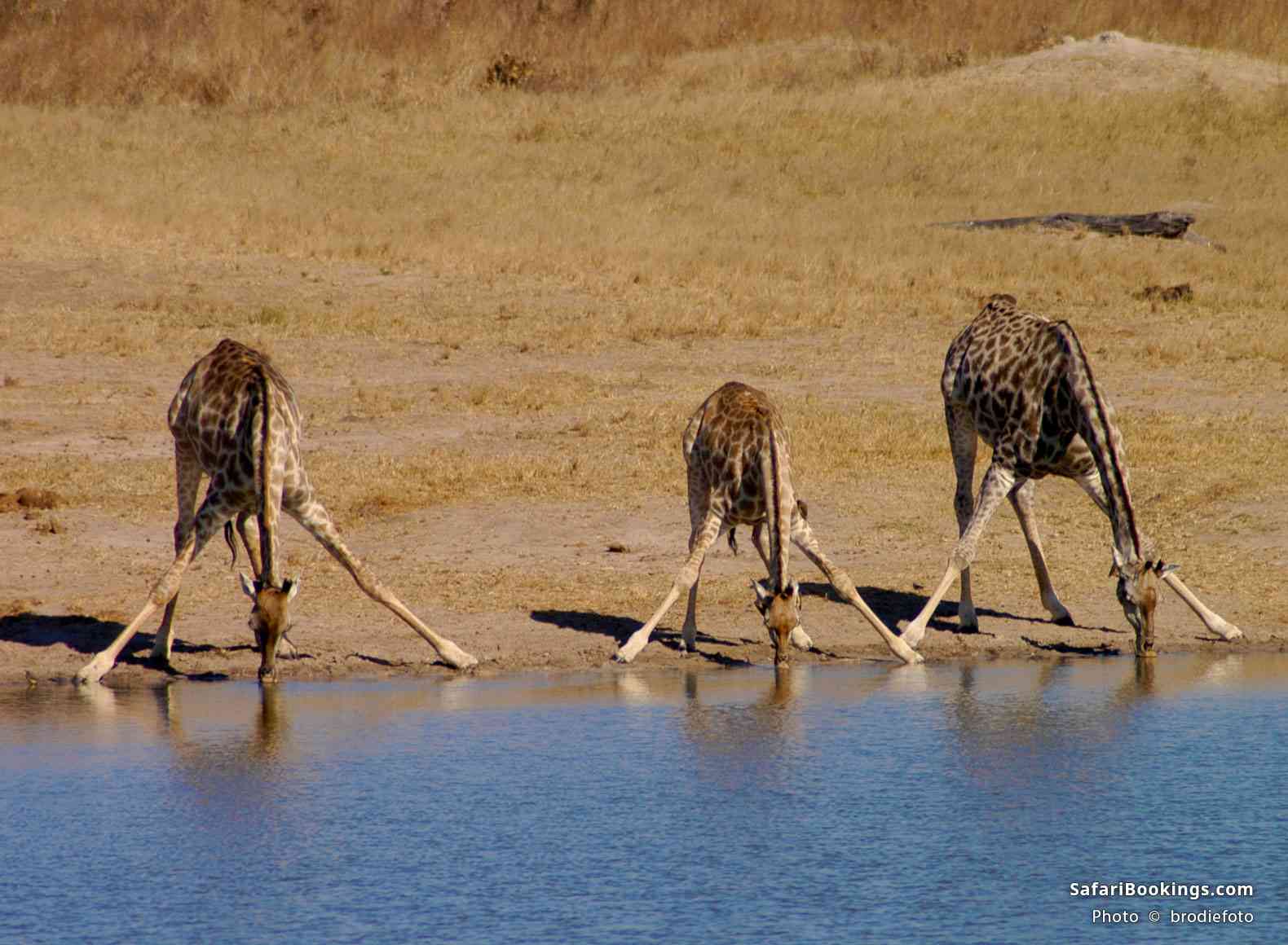 Giraffes drinking in Hwange National Park