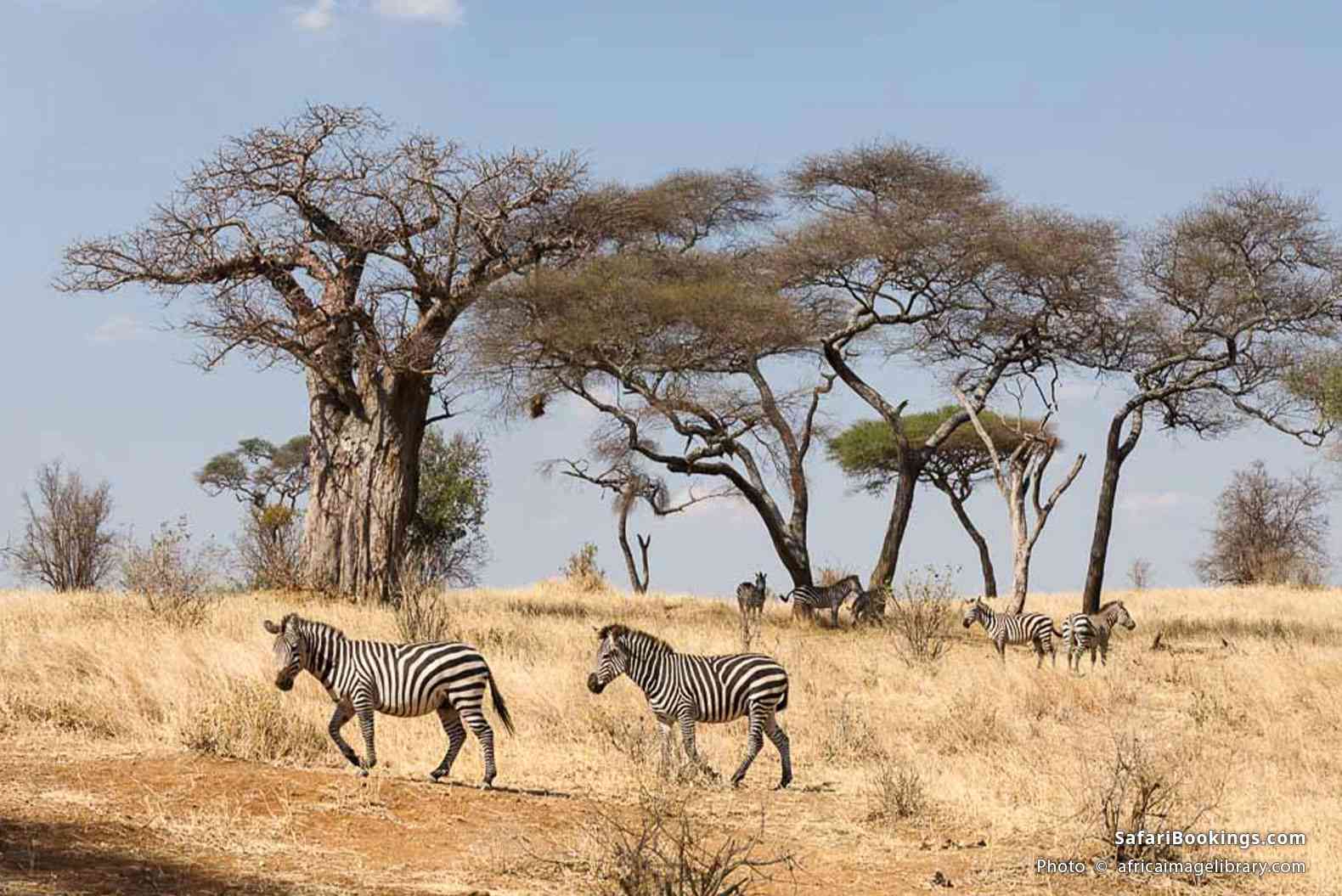 Plains zebras in the bush in Tarangire National Park