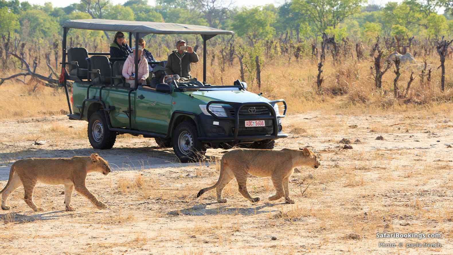 Tourists out on safari while two lions walk past them, Hwange National Park