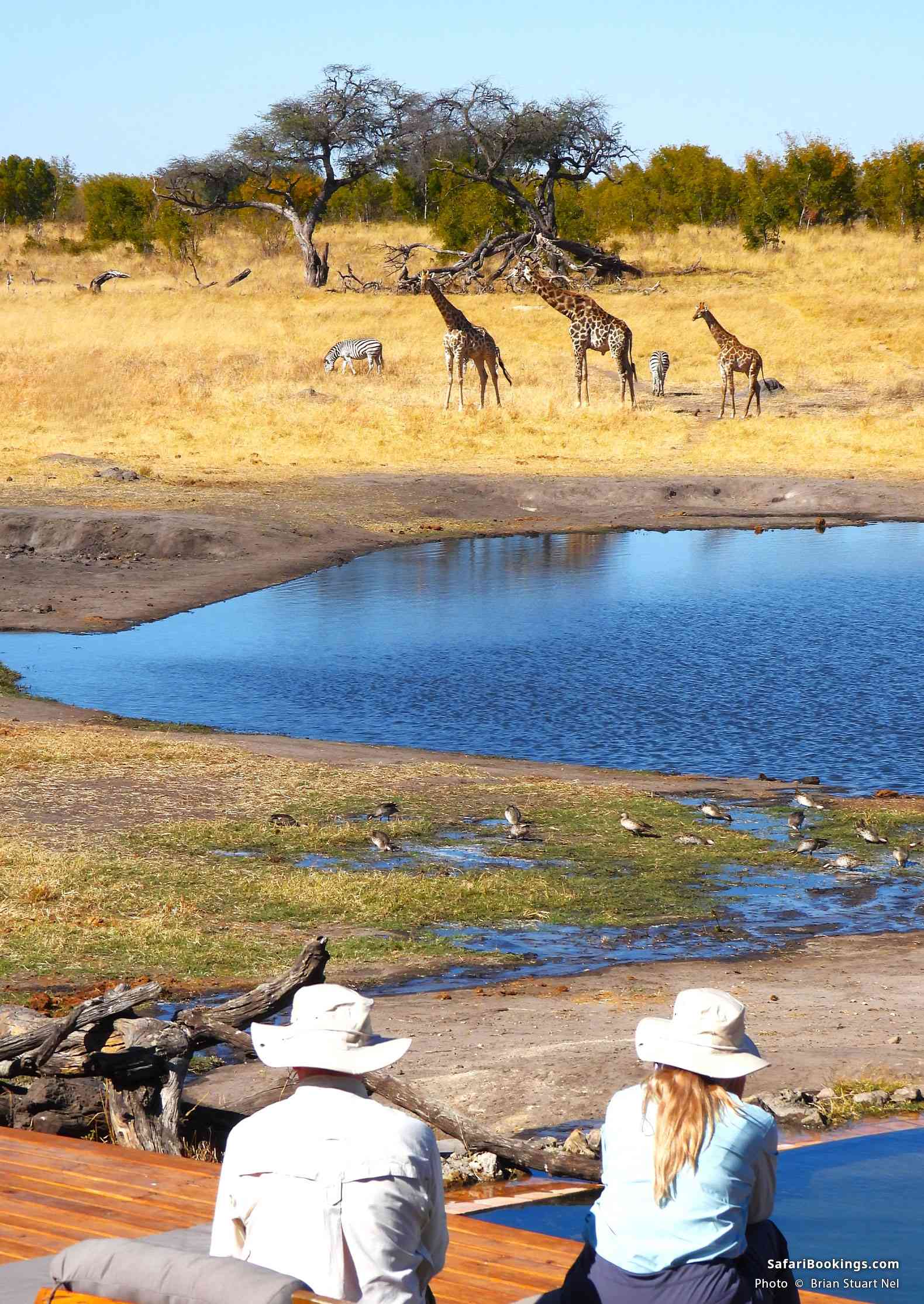 Animal viewing at a waterhole in the Hwange National Park
