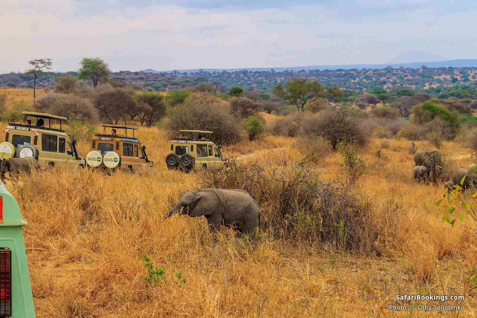 Tourist vehicles and elephants in Tarangire National Park