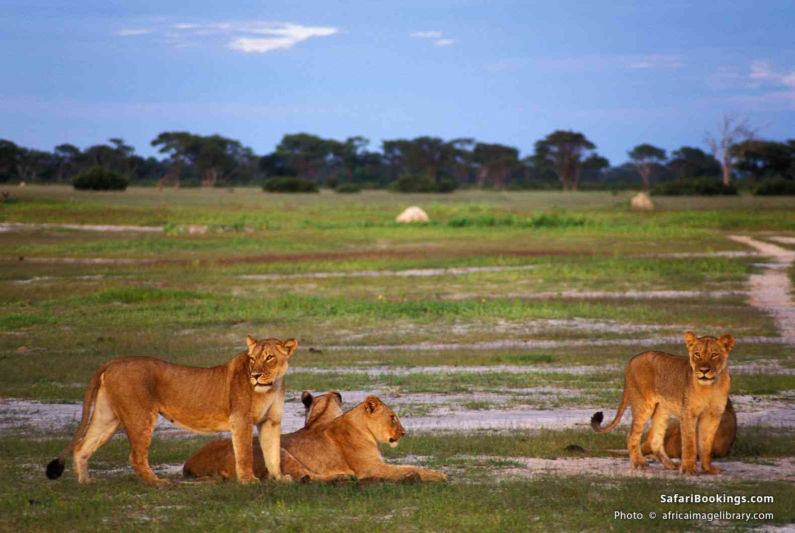 Pride of lions in Hwange National Park