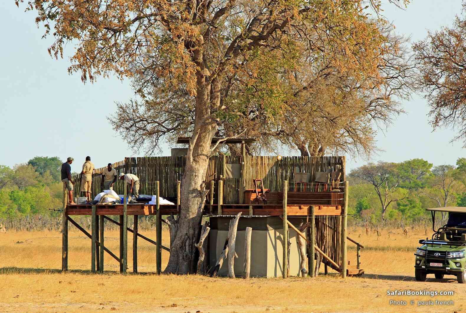 Local guides setting up a tree house where guests can sleep out at night, Hwange National Park