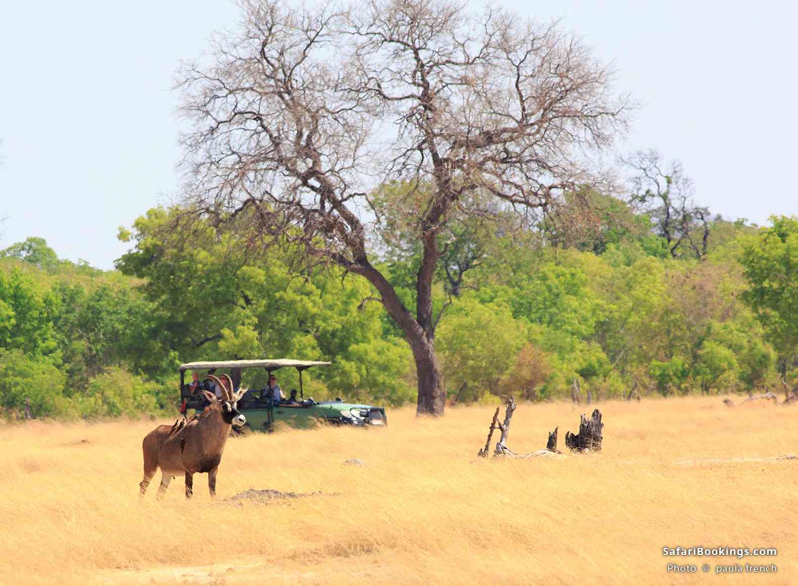 Tourists in their truck enjoying a safari game drive
