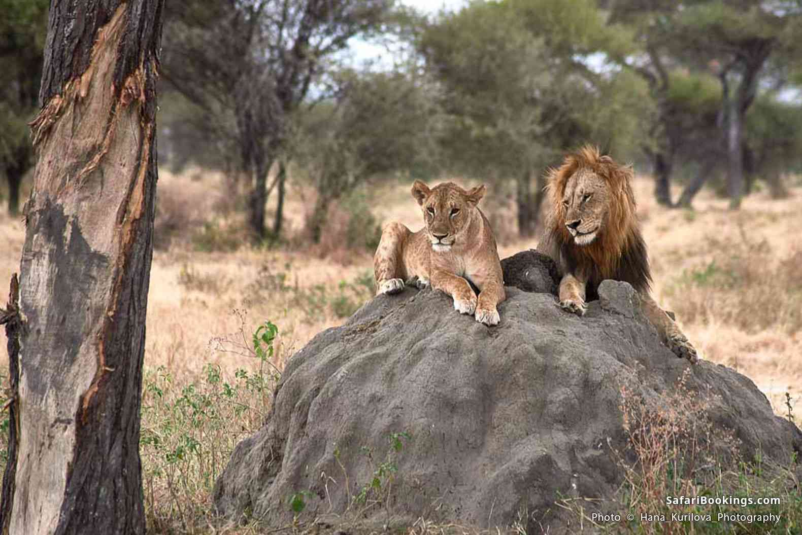 Lions sitting on a termite mound in Tarangire National Park
