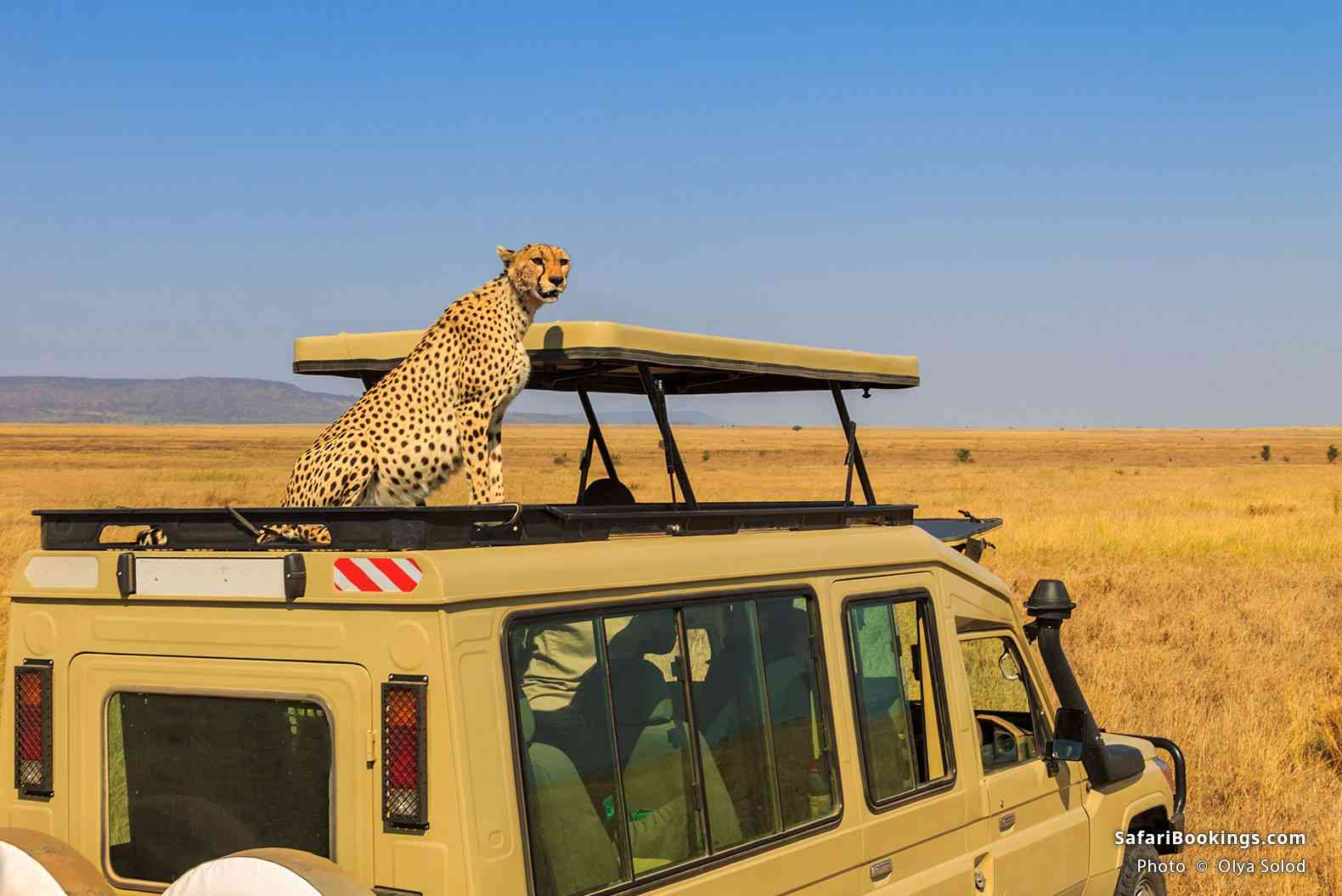 Cheetah on a top of a safari vehicle in Serengeti National Park