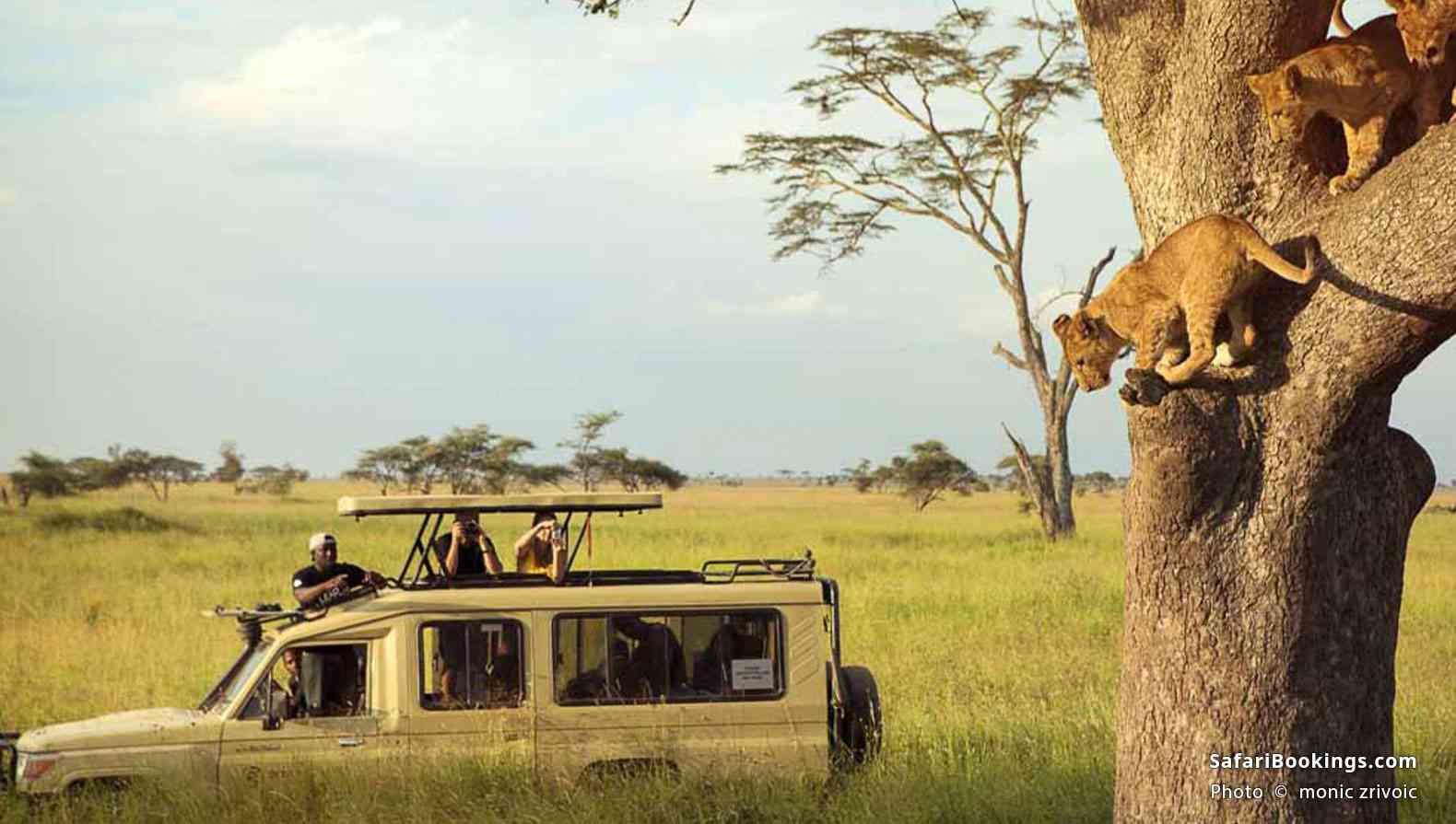 Safari vehicle watching lion cubs in a tree