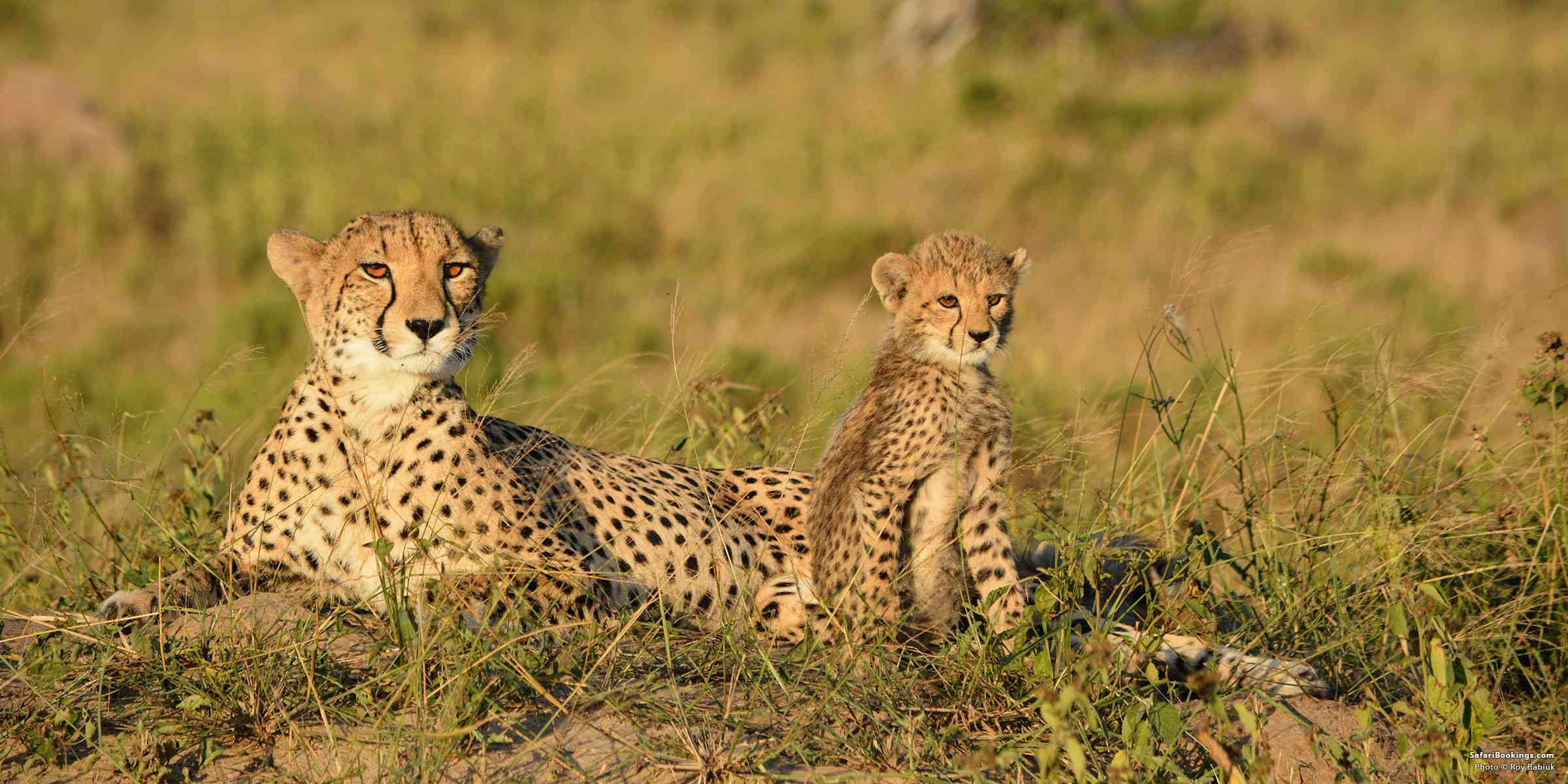 Top 10 Best Private Game Reserves in South Africa