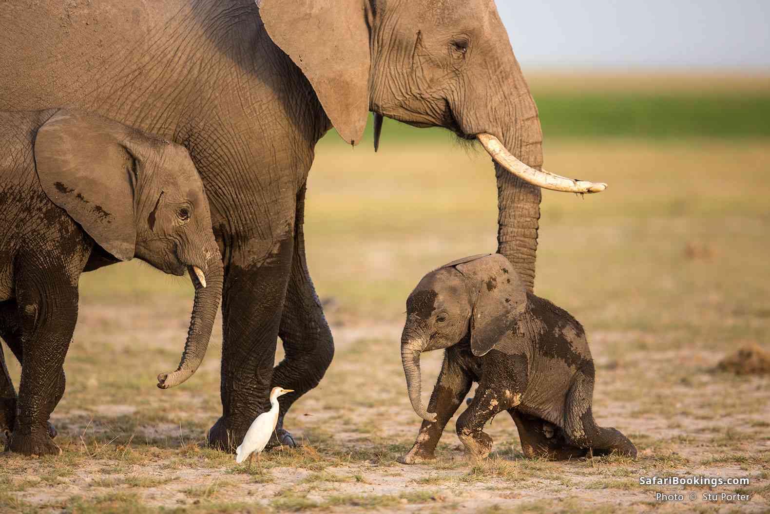 Elephant with calves in Amboseli