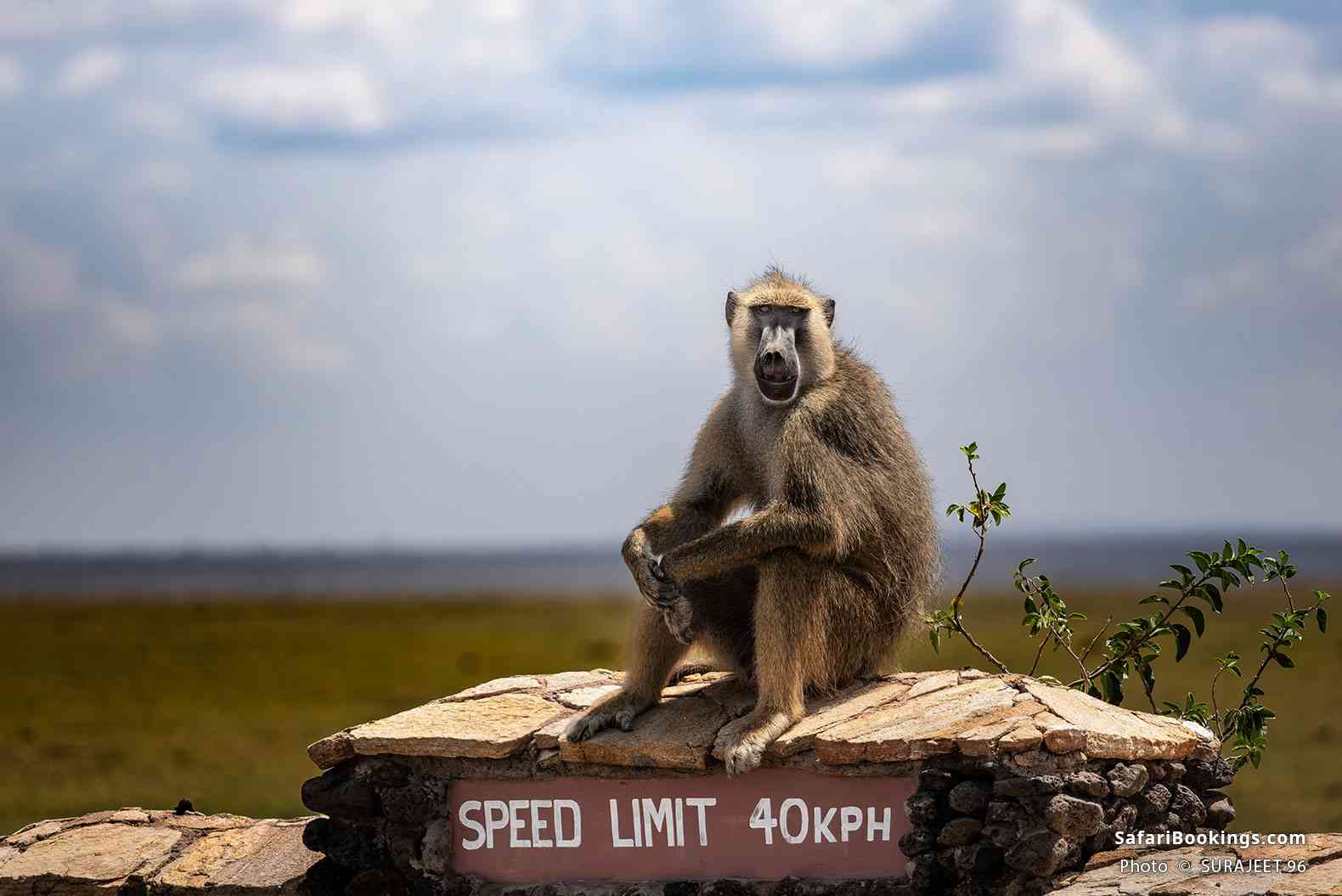 Baboon sitting on top of a road sign in Amboseli