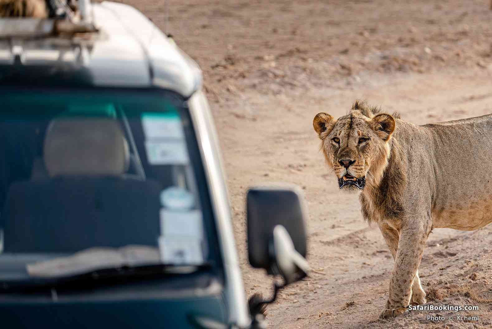 Lion looking at a safari vehicle in Amboseli