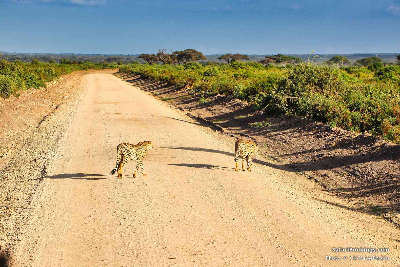 Cheetahs crossing the road in Amboseli