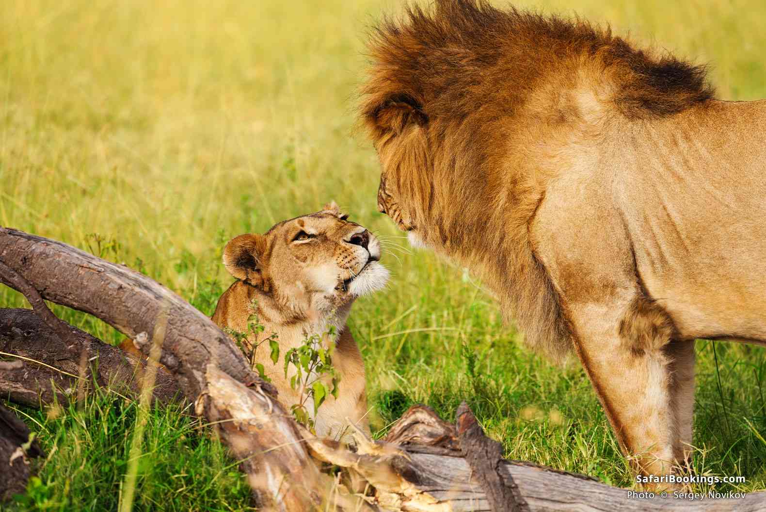 Lions in Amboseli